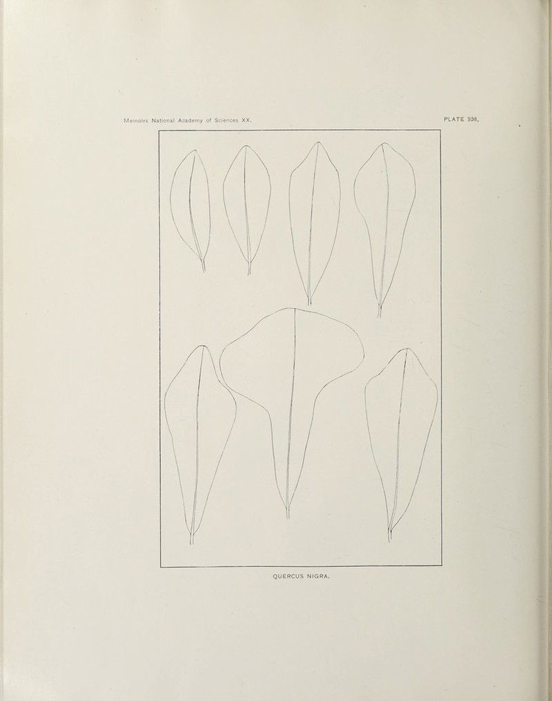 QUERCUS NIGRA.