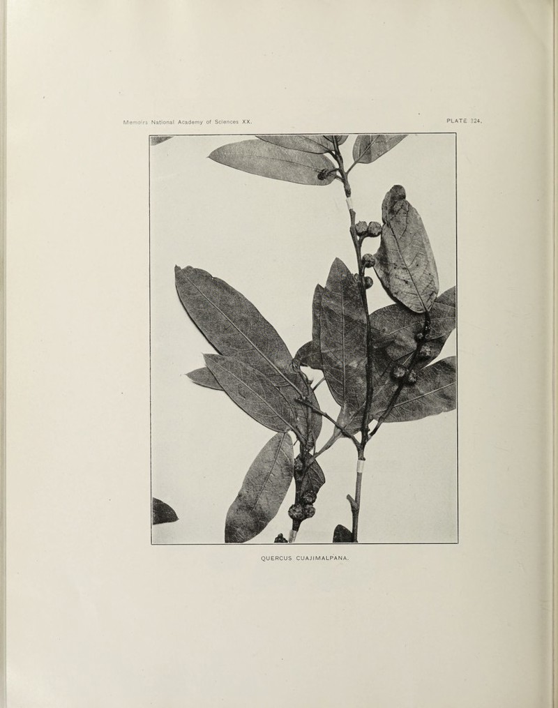 QUERCUS CUAJIMALPANA