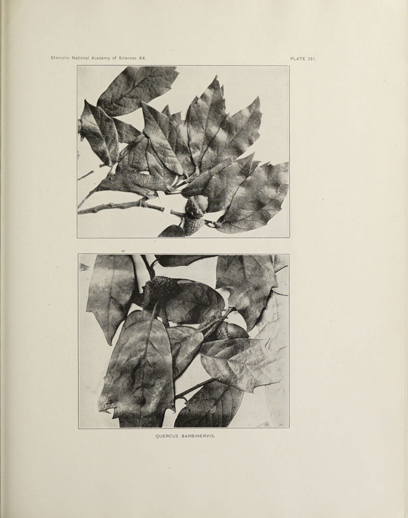 QUERCUS BARBI NERVIS