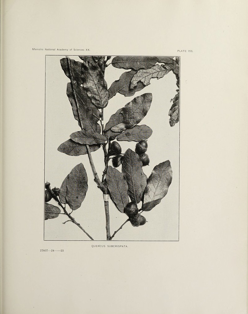 PLATE 353 QUERCUS SUBCRISPATA.