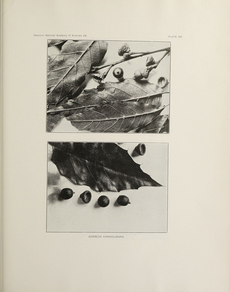 PLATE 387. QUERCUS CANDOLLEANA.