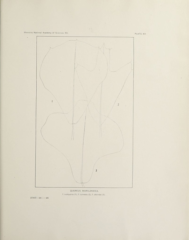 PLATE 401 QUERCUS MARILANDICA. f. subtypica (1), f. cuneata (2), f. obovata (3). 27837—24-26