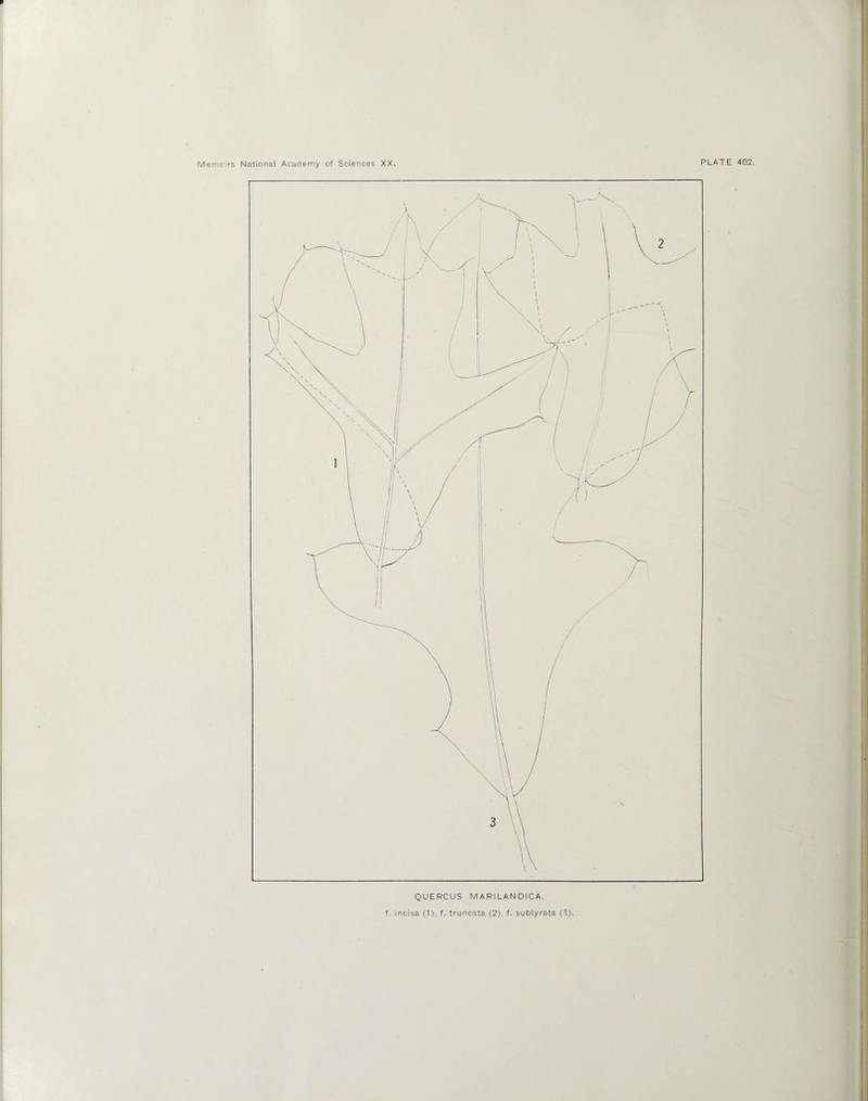 QUERCUS MARILANDICA. f. incisa (1), f. truncata (2). f. sublyrata (3).