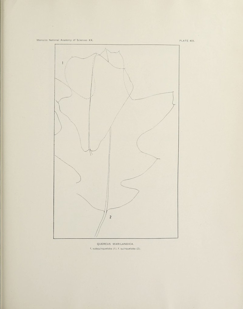 QUERCUS MARILANDICA. f. subquinqueloba (1), f. quinqueloba (2).