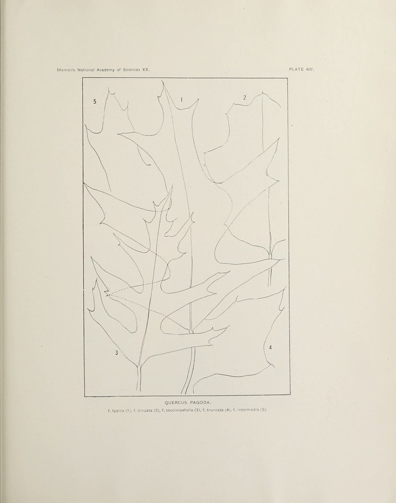 QUERCUS PAGODA. f. typica (1). f. sinuata (2), f. cocciniaefolia (3), f. truncata (4), f. intermedia (5).