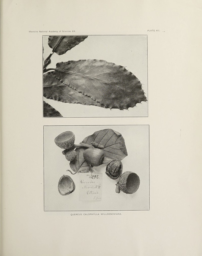 QUERCUS CALOPHYLLA WI LLDENOVIANA.