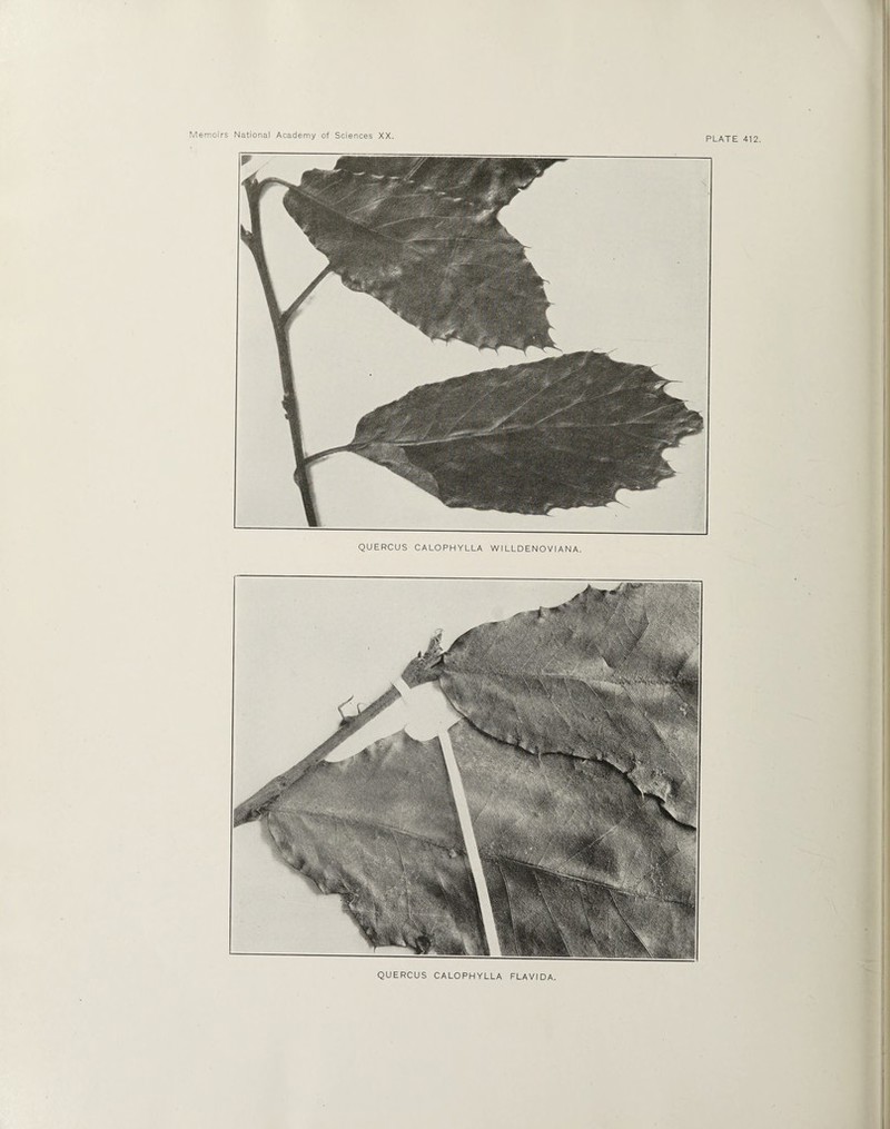 PLATE 412. QUERCUS CALOPHYLLA WI LLD EN O VIA N A.