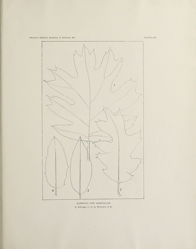 QUERCUS—THE AGRIFOLIAE. Q. Kelloggii (1, 2), Q. Wislizeni (3, 4).