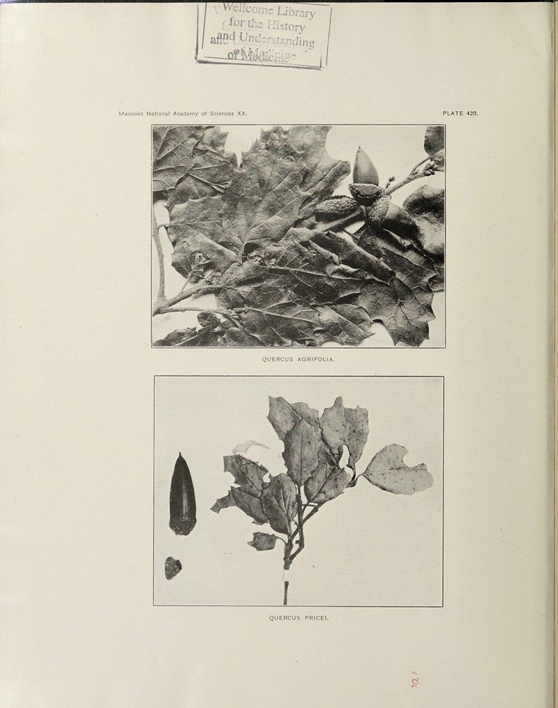 QUERCUS AGRIFOLIA.