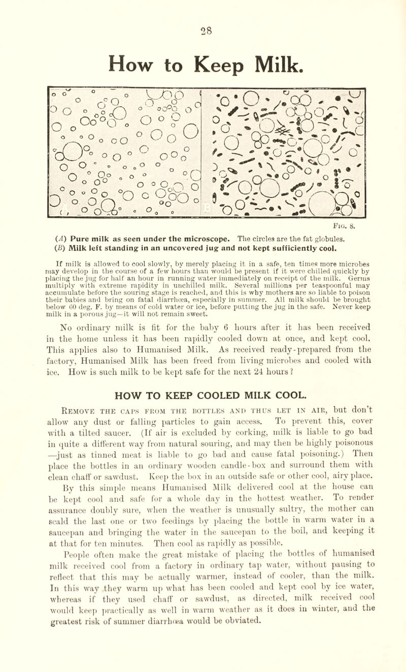 How to Keep Milk. (A) Pure milk as seen under the microscope. The circles are the fat globules. 0B) Milk left standing in an uncovered jug and not kept sufficiently cool. If milk is allowed to cool slowly, by merely placing it in a safe, ten times more microbes may develop in the course of a few hours than would be present if it were chilled quickly by placing the jug for half an hour in running water immediately on receipt of the milk. Genus multiply with extreme rapidity in unchilled milk. Several millions per teaspoonful may accumulate before the souring stage is reached, and this is why mothers are so liable to poison their babies and bring on fatal diarrhoea, especially in summer. All milk should be brought below 00 deg. F. by means of cold water or ice, before putting the jug in the safe. Never keep milk in a porous jug—it will not remain sweet. No ordinary milk is fit for tlie baby 6 hours after it has been received in the home unless it has been rapidly cooled down at once, and kept cool. This applies also to Humanised Milk. As received ready-prepared from the factory, Humanised Milk has been freed from living microbes and cooled with ice. How is such milk to be kept safe for the next 24 hours ? HOW TO KEEP COOLED MILK COOL. Remove the caps from the bottles and thus let in air, but don’t allow any dust or falling particles to gain access. To prevent this, cover with a tilted saucer. (If air is excluded by corking, milk is liable to go bad in quite a different way from natural souring, and may then be highly poisonous —just as tinned meat is liable to go bad and cause fatal poisoning.) Then place the bottles in an ordinary wooden candle-box and surround them with clean chaff or sawdust. Keep the box in an outside sale or other cool, airy place. By this simple means Humanised Milk delivered cool at the house can be kept cool and safe for a whole day in the hottest weather. To render assurance doubly sure, when the weather is unusually sultry, the mother can scald the last one or two feedings by placing the bottle in warm water in a saucepan and bringing the water in the saucepan to the boil, and keeping it at that for ten minutes. Then cool as rapidly as possible. People often make the great mistake of placing the bottles of humanised milk received cool from a factory in ordinary tap water, without pausing to reflect that this may be actually warmer, instead of cooler, than the milk. In this way they warm up what has been cooled and kept cool by ice water, whereas if they used chaff or sawdust, as directed, milk received cool would keep practically as well in warm weather as it does in winter, and the greatest risk of summer diarrhoea would be obviated.