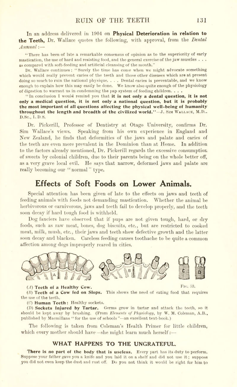 In an address delivered in 1004 on Physical Deterioration in relation to the Teeth, Dr. Wallace quotes the following, with approval, from the Dental Annual:— “There has been of late a remarkable consensus of opinion as to the superiority of early mastication, the use of hard and resisting food, and the general exercise of the jaw muscles . . . as compared with soft-feeding and artificial cleansing of the mouth.” Dr. Wallace continues: “Surely the time has come when we might advocate something which would really prevent caries of the teeth and those other diseases which are at present doing so much to ruin the national physique. . . . Dental caries is preventable, and we know enough to explain how this may easily be done. We know also quite enough of the physiology of digestion to warrant us in condemning the pap system of feeding children. . . . “In conclusion I would remind you that it is not only a dental question, it is not only a medical question, it is not only a national question, but it is probably the most important of all questions affecting the physical well-being of humanity throughout the length and breadth of the civilized world.” —J. Sim Wallace, M.D.. D. Sc., I, D.S. Dr. Pickerill, Professor of Dentistry at Otago University, confirms Dr. Sim Wallace's views. Speaking from his own experience in England and New Zealand, he finds that deformities of the jaws and palate and caries of the teeth are even more prevalent in the Dominion than at Home. In addition to the factors already mentioned, Dr. Pickerill regards the excessive consumption of sweets by colonial children, due to their parents being on the whole better off, as a very grave local evil. He says that narrow, deformed jaws and palate are really becoming our “normal ” tyjie. Effects of Soft Foods on Lower Animals. Special attention has been given of late to the effects on jaws and teeth of feeding animals with foods not demanding mastication. Whether the animal be herbivorous or carnivorous, jaws and teeth fail to develop properly, and the teeth soon decay if hard tough food is withheld. Dog fanciers have observed that if pups are not given tough, hard, or dry foods, such as raw meat, bones, dog biscuits, etc., but are restricted to cooked meat, milk, mush, etc., their jaws and teeth show defective growth and the latter soon decay and blacken. Careless feeding causes toothache to be quite a common affection among dogs improperly reared in cities. (.4) Teeth of a Healthy Cow. rio. 53. (/?) Teeth of a Cow fed on Slops. This shows the need of eating food that requires the use of the teeth. (C) Human Teeth: Healthy sockets. (D) Sockets Injured by Tartar. Germs grow in tartar and attack the teeth, so it should be kept aivay by brushing. (From Elements of Physiology, by W. M. Coleman, A.B., published by Macmillans “ for the use of schools —an excellent text-book.) The following is taken from Coleman’s Health Primer for little children, which every mother should have —she might learn much herself:— WHAT HAPPENS TO THE UNGRATEFUL. There is no part of the body that is useless. Every part has its duty to perform. Suppose your father gave you a knife and you laid it on a shelf and did not use it; suppose you did not even keep the dust and rust off. Do you not think it would be right for him to