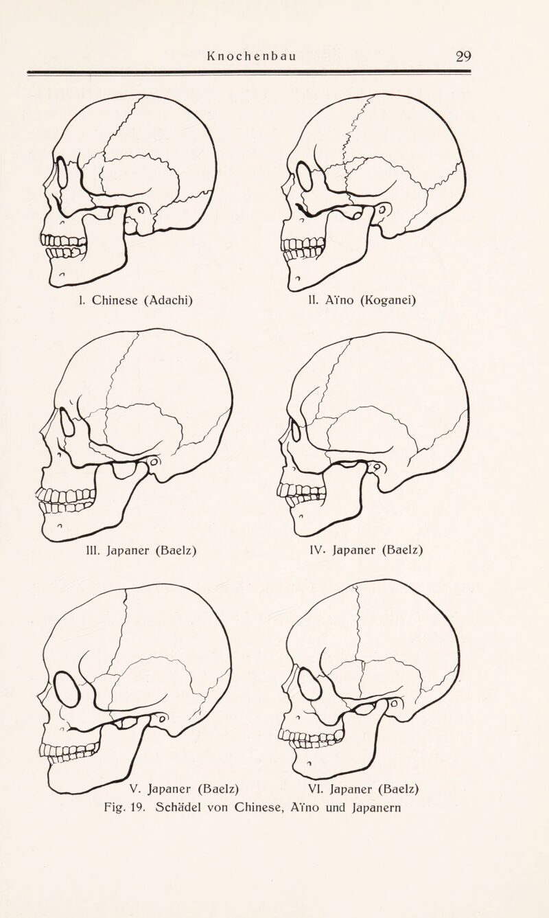 Fig. 19. Schädel von Chinese, AYno und Japanern