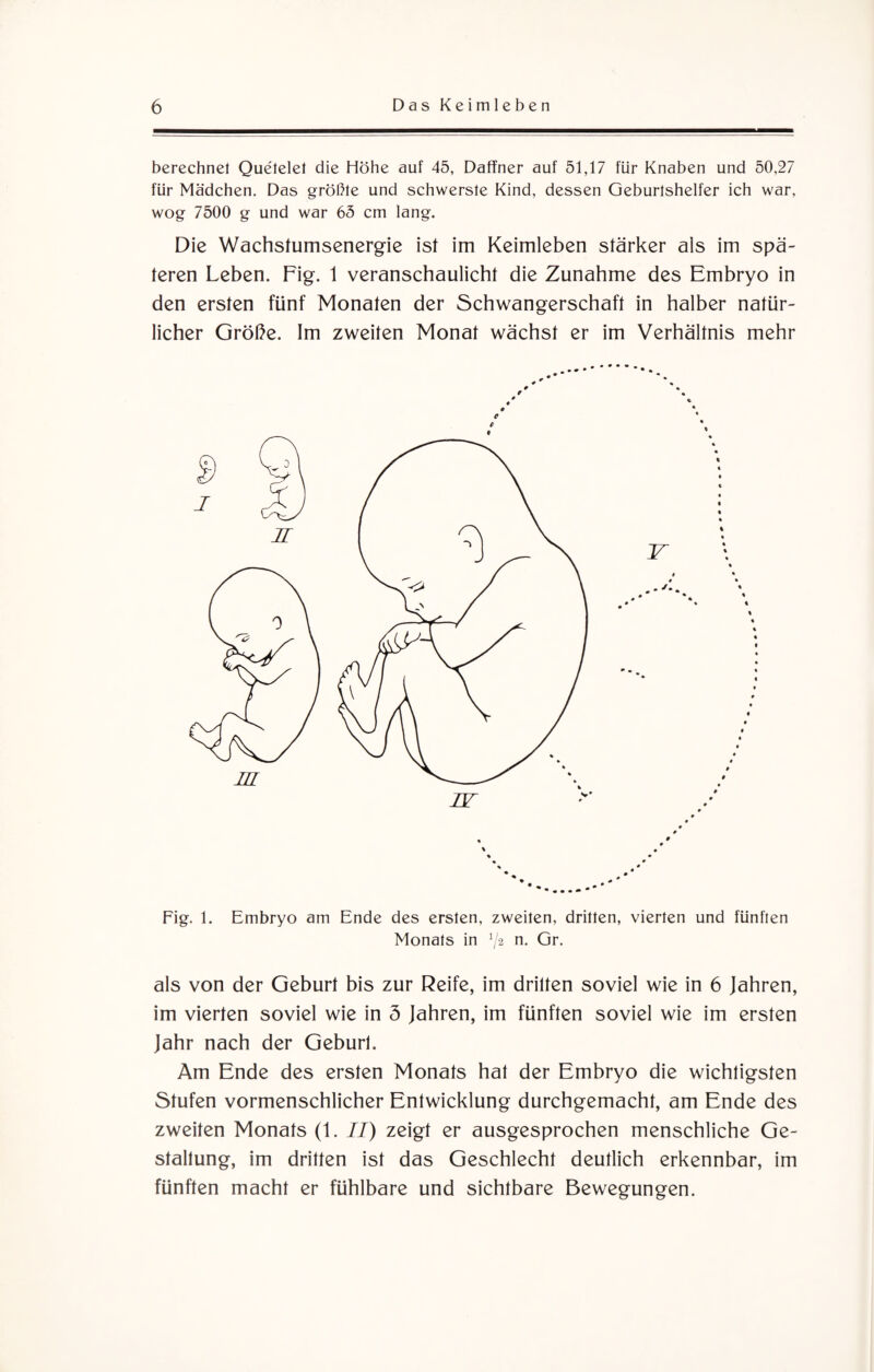 berechnet Que'telet die Höhe auf 45, Daffner auf 51,17 für Knaben und 50,27 für Mädchen. Das größte und schwerste Kind, dessen Geburtshelfer ich war, wog 7500 g und war 65 cm lang. Die Wachstumsenergie ist im Keimleben stärker als im spä¬ teren Leben. Fig. 1 veranschaulicht die Zunahme des Embryo in den ersten fünf Monaten der Schwangerschaft in halber natür¬ licher Größe. Im zweiten Monat wächst er im Verhältnis mehr Fig. 1. Embryo am Ende des ersten, zweiten, dritten, vierten und fünften Monats in V2 n- Gr¬ als von der Geburt bis zur Reife, im dritten soviel wie in 6 Jahren, im vierten soviel wie in 5 Jahren, im fünften soviel wie im ersten Jahr nach der Geburt. Am Ende des ersten Monats hat der Embryo die wichtigsten Stufen vormenschlicher Entwicklung durchgemacht, am Ende des zweiten Monats (1. II) zeigt er ausgesprochen menschliche Ge¬ staltung, im dritten ist das Geschlecht deutlich erkennbar, im fünften macht er fühlbare und sichtbare Bewegungen.
