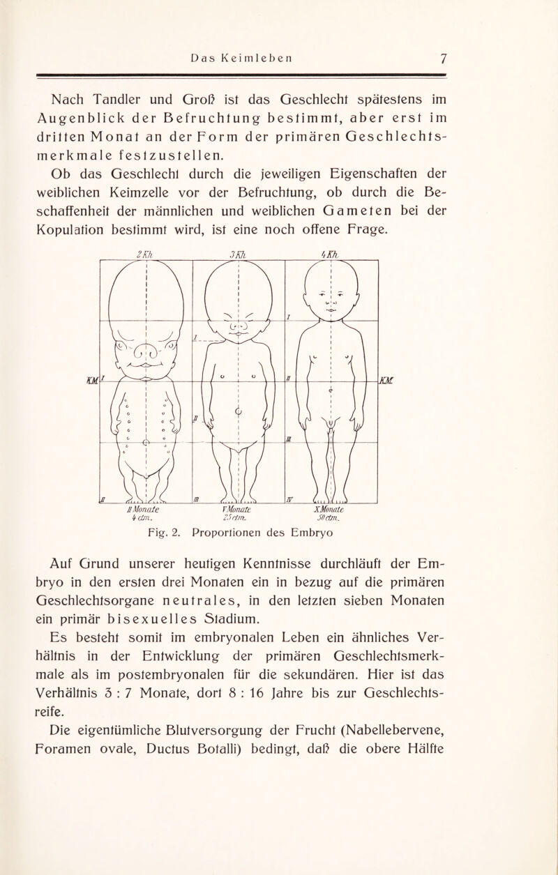 Nach Tandler und Groß ist das Geschlecht spätestens im Augenblick der Befruchtung bestimmt, aber erst im dritten Monat an der Form der primären Geschlechts¬ merkmale festzustellen. Ob das Geschlecht durch die jeweiligen Eigenschaften der weiblichen Keimzelle vor der Befruchtung, ob durch die Be¬ schaffenheit der männlichen und weiblichen Gameten bei der Kopulation bestimmt wird, ist eine noch offene Frage. 2Kh 3Kh hKk. Fig. 2. Proporlionen des Embryo Auf Grund unserer heutigen Kenntnisse durchläuft der Em¬ bryo in den ersten drei Monaten ein in bezug auf die primären Geschlechtsorgane neutrales, in den letzten sieben Monaten ein primär bisexuelles Stadium. Es besteht somit im embryonalen Leben ein ähnliches Ver¬ hältnis in der Entwicklung der primären Geschlechtsmerk¬ male als im postembryonalen für die sekundären. Liier ist das Verhältnis 5 : 7 Monate, dort 8 : 16 Jahre bis zur Geschlechts¬ reife. Die eigentümliche Blutversorgung der Frucht (Nabellebervene, Foramen ovale, Ductus Botalli) bedingt, daß die obere Hälfte