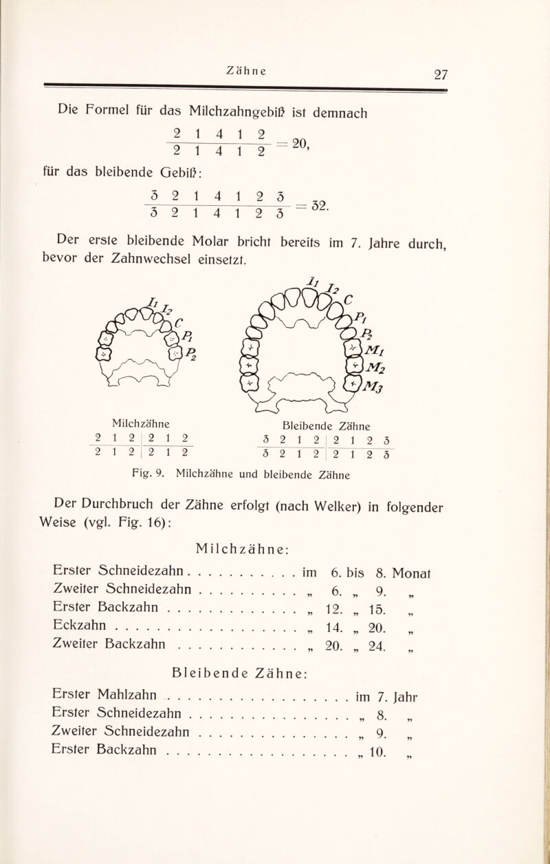 Die Formel für das Milchzahngebiß ist demnach J 1 4 1 2 ~20 2 1 4 1 2 ’ für das bleibende Gebiß: 5 2 1 4 1 2 5 3 2 14 12 5 Der erste bleibende Molar bricht bereits im 7. Jahre durch, bevor der Zahnwechsel einsetzt. 2 1 2 2 1 2 3 2 1 2 2 1 2 3 2 1 2 2 1 2 3 2 1 2 2 1 2 3 Fig. 9. Milchzähne und bleibende Zähne Der Durchbruch der Zähne erfolgt (nach Welker) in folgender Weise (vgh Fig. 16): Milchzähne: Erster Schneidezahn. Zweiter Schneidezahn. Erster Backzahn. Eckzahn . Zweiter Backzahn. im 6. bis 8. Monat „ 6. yy 9. „ „ 12. yy 15. „ „ 14. yy 20. „ „ 20. yy 24. „ Bleibende Zähne: Erster Mahlzahn. Erster Schneidezahn. Zweiter Schneidezahn. Erster Backzahn. im 7. Jahr 8. 9. 10 yy yy