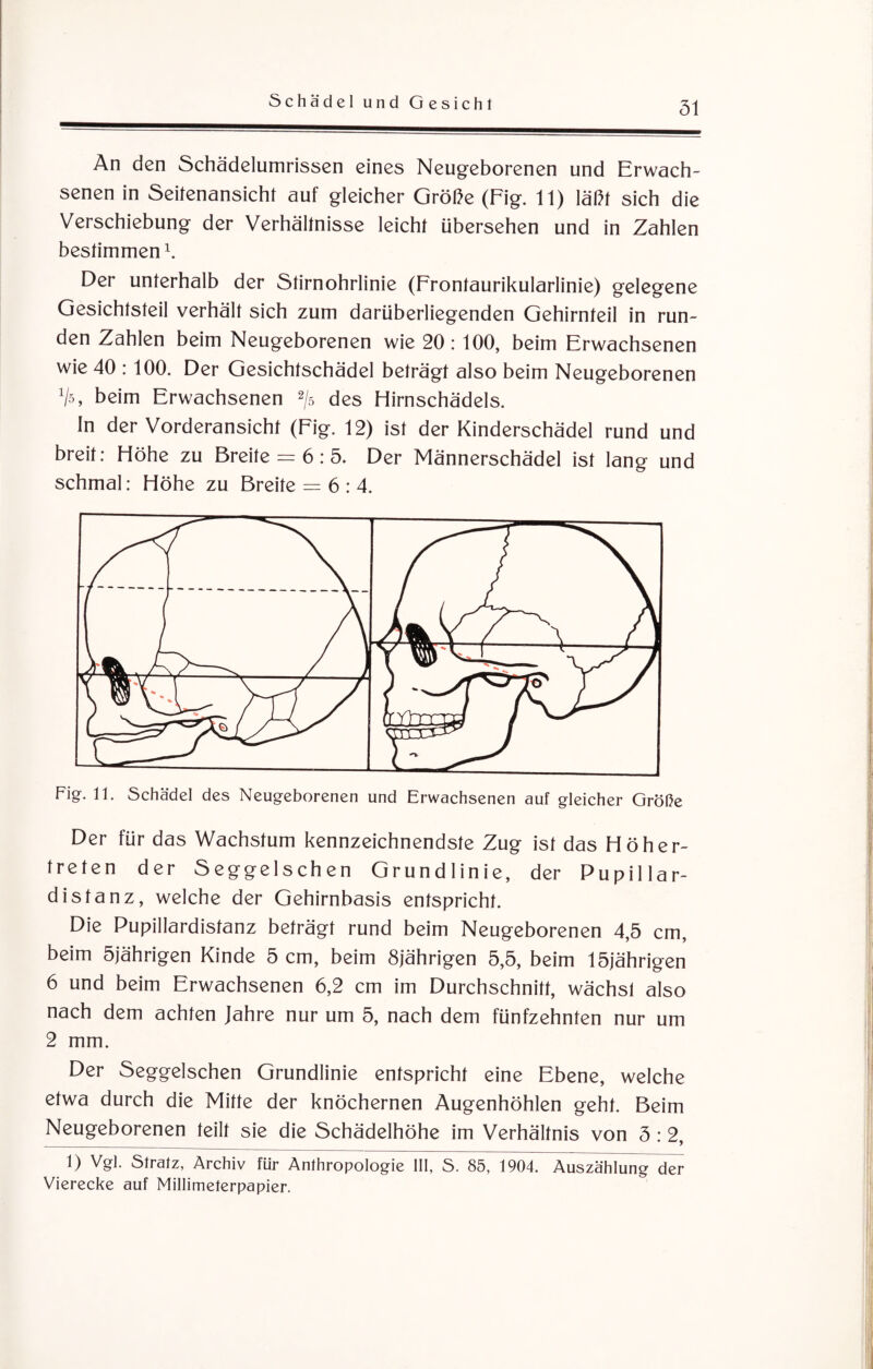 An den Schädelumrissen eines Neugeborenen und Erwach¬ senen in Seitenansicht auf gleicher Größe (Fig. 11) läßt sich die Verschiebung der Verhältnisse leicht übersehen und in Zahlen bestimmen1. Der unterhalb der Stirnohrlinie (Frontaurikularlinie) gelegene Gesichtsteil verhält sich zum darüberliegenden Gehirnteil in run¬ den Zahlen beim Neugeborenen wie 20: 100, beim Erwachsenen wie 40 : 100. Der Gesichtschädel beträgt also beim Neugeborenen Vs, beim Erwachsenen 2/s des Hirnschädels. In der Vorderansicht (Fig. 12) ist der Kinderschädel rund und breit: Höhe zu Breite = 6 : 5. Der Männerschädel ist lang und schmal: Höhe zu Breite = 6:4. Fig. 11. Schädel des Neugeborenen und Erwachsenen auf gleicher Größe Der für das Wachstum kennzeichnendste Zug ist das Höher¬ treten der Seggelschen Grundlinie, der Pupillar- distanz, welche der Gehirnbasis entspricht. Die Pupillardistanz beträgt rund beim Neugeborenen 4,5 cm, beim 5jährigen Kinde 5 cm, beim 8jährigen 5,5, beim 15jährigen 6 und beim Erwachsenen 6,2 cm im Durchschnitt, wächst also nach dem achten Jahre nur um 5, nach dem fünfzehnten nur um 2 mm. Der Seggelschen Grundlinie entspricht eine Ebene, welche etwa durch die Mitte der knöchernen Augenhöhlen geht. Beim Neugeborenen teilt sie die Schädelhöhe im Verhältnis von 5 : 2, 1) Vgl. Slrafz, Archiv für Anthropologie 111, S. 85, 1904. Auszählung der Vierecke auf Millimeterpapier.