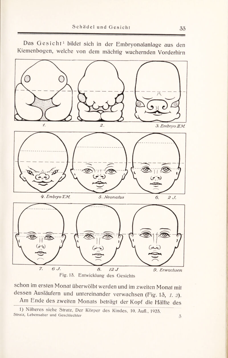 Das Gesicht1 bildet sich in der Embryonalanlage aus den Kiemenbogen, welche von dem mächtig wuchernden Vorderhirn schon im ersten Monat überwölbt werden und im zweiten Monat mit dessen Ausläufern und untereinander verwachsen (Fig. 13, i. 2). Am Ende des zweiten Monats beträgt der Kopf die Hälfte des 1) Näheres siehe Stratz, Der Körper des Kindes, 10. Aufl., 1923. Stralz, Lebensalter und Geschlechter ^