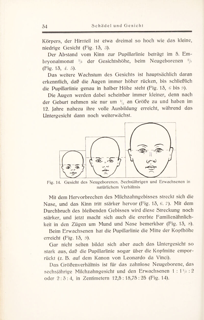 Körpers, der Hirnteil ist etwa dreimal so hoch wie das kleine, niedrige Gesicht (Fig. 13, 3). Der Abstand vom Kinn zur Pupillarlinie beträgt im 5. Em- bryonalmonat ^ der Gesichtshöhe, beim Neugeborenen 2/s (Fig. 13, 4. 5). Das weitere Wachstum des Gesichts ist hauptsächlich daran erkenntlich, daß die Augen immer höher rücken, bis schließlich die Pupillarlinie genau in halber Höhe steht (Fig. 13, 6 bis 9). Die Augen werden dabei scheinbar immer kleiner, denn nach der Geburt nehmen sie nur um x/3 an Größe zu und haben im 12. Jahre nahezu ihre volle Ausbildung erreicht, während das Untergesicht dann noch weiterwächst. Fig. 14. Gesicht des Neugeborenen, Sechsjährigen und Erwachsenen in natürlichem Verhältnis Mit dem Hervorbrechen des Milchzahngebisses streckt sich die Nase, und das Kinn tritt stärker hervor (Fig. 13, 6. 7). Mit dem Durchbruch des bleibenden Gebisses wird diese Streckung noch stärker, und jetzt macht sich auch die ererbte Familienähnlich¬ keit in den Zügen um Mund und Nase bemerkbar (Fig. 13, 8). Beim Erwachsenen hat die Pupillarlinie die Mitte der Kopfhöhe erreicht (Fig. 13, .9). Gar nicht selten bildet sich aber auch das Untergesicht so stark aus, daß die Pupillarlinie sogar über die Kopfmitte empor¬ rückt (z. B. auf dem Kanon von Leonardo da Vinci). Das Größenverhältnis ist für das zahnlose Neugeborene, das sechsjährige Milchzahngesicht und den Erwachsenen 1 : 11/2 : 2 oder 2:3:4, in Zentimetern 12,5:18,75:25 (Fig. 14).