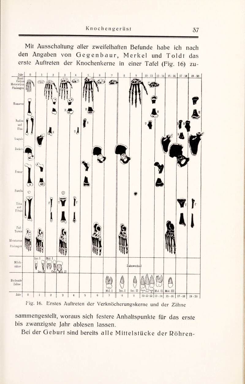 Mit Ausschaltung aller zweifelhaften Befunde habe ich nach den Angaben von Gegenbaur, Merkel und Toldt das erste Auftreten der Knochenkerne in einer Tafel (Fig. 16) zu- Hand Carpus Metacarpus Phalangen Humerus Radius und Ulna Pig. 16. Erstes Auftreten der Verknöcherungskerne und der Zähne sammengestellt, woraus sich festere Anhaltspunkte für das erste bis zwanzigste Jahr ablesen lassen. Bei der Geburt sind bereits alle Mittelstücke der Röhren-