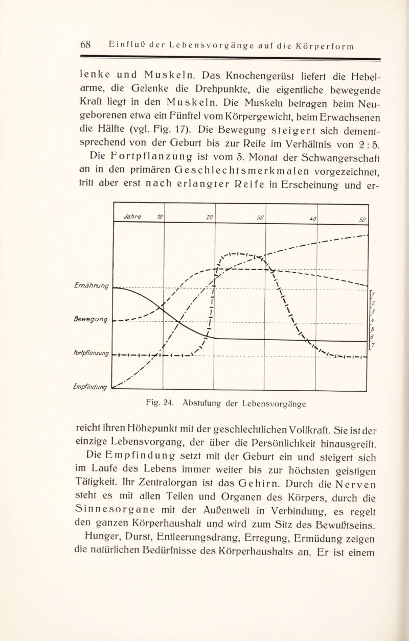 lenke und Muskeln. Das Knochengerüst liefert die Hebel¬ arme, die Gelenke die Drehpunkte, die eigentliche bewegende Kraft liegt in den Muskeln. Die Muskeln betragen beim Neu¬ geborenen etwa ein Fünftel vom Körpergewicht, beim Erwachsenen die Hälfte (vgl. Fig. 17). Die Bewegung steigert sich dement¬ sprechend von der Geburt bis zur Reife im Verhältnis von 2 : 5. Die F o r t p f 1 a n z u n g ist vom 5. Monat der Schwangerschaft an in den primären Geschlechtsmerkmalen vorgezeichnet, tritt aber erst nach erlangter Reife in Erscheinung und er¬ reicht ihren Höhepunkt mit der geschlechtlichen Vollkraft. Sie ist der einzige Lebensvorgang, der über die Persönlichkeit hinausgreift. Die E m p 1 i n d u n g setzt mit der Geburt ein und steigert sich im Laufe des Lebens immer weiter bis zur höchsten geistigen Tätigkeit. Ihr Zentralorgan ist das Gehirn. Durch die Nerven steht es mit allen Teilen und Organen des Körpers, durch die Sinnesorgane mit der Außenwelt in Verbindung, cs regelt den ganzen Körperhaushalt und wird zum Sitz des Bewußtseins. Hunger, Durst, Entleerungsdrang, Erregung, Ermüdung zeigen die natürlichen Bedürfnisse des Körperhaushalts an. Er ist einem