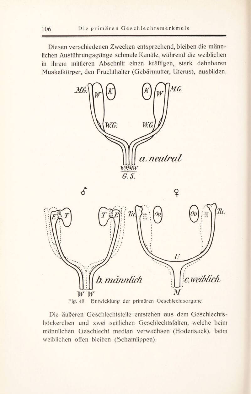Diesen verschiedenen Zwecken entsprechend, bleiben die männ¬ lichen Ausführungsgänge schmale Kanäle, während die weiblichen in ihrem mittleren Abschnitt einen kräftigen, stark dehnbaren Muskelkörper, den Fruchthalter (Gebärmutter, Uterus), ausbilden. &.s. 6 ? Die äußeren Geschlechtsteile entstehen aus dem Geschlechts- höckerchen und zwei seitlichen Geschlechtsfalten, welche beim männlichen Geschlecht median verwachsen (Hodensack), beim weiblichen offen bleiben (Schamlippen).