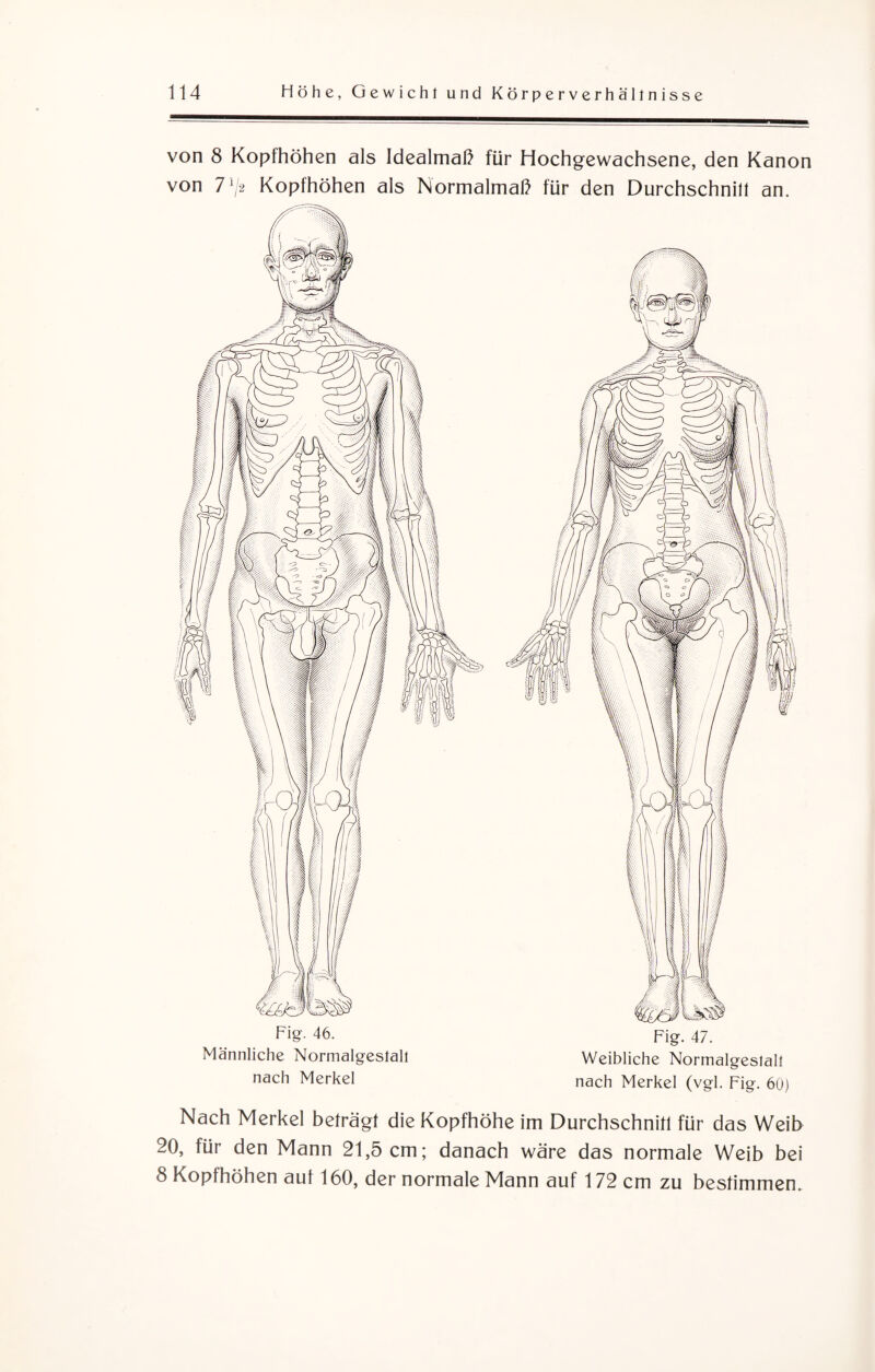 von 8 Kopfhöhen als Idealmaß für Hochgewachsene, den Kanon von 7L/2 Kopfhöhen als Normalmaß für den Durchschnill an. Männliche Normalgestall Weibliche Normalgeslalt nach Merkel nach Merkel (vgl. Fig. 60) Nach Merkel beträgt die Kopfhöhe im Durchschnitt für das Weib 20, für den Mann 21,5 cm; danach wäre das normale Weib bei 8 Kopfhöhen aut 160, der normale Mann auf 172 cm zu bestimmen.