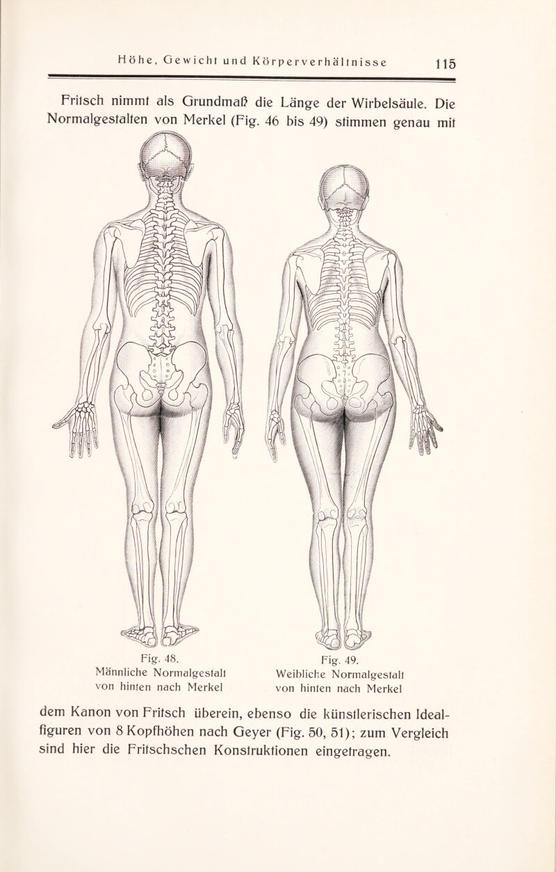 Fritsch nimmt als Grundmaß die Länge der Wirbelsäule. Die Normalgestalten von Merkel (Fig. 46 bis 49) stimmen genau mit Fig. 48. Männliche Normalgestall von hinten nach Merkel Fig. 49. Weibliche Normalgestalt von hinten nach Merkel dem Kanon von Fritsch überein, ebenso die künsllerischen Ideal- figuren von 8 Kopfhöhen nach Geyer (Fig. 50, 51); zum Vergleich sind hier die Fritschschen Konstruktionen eingetragen.