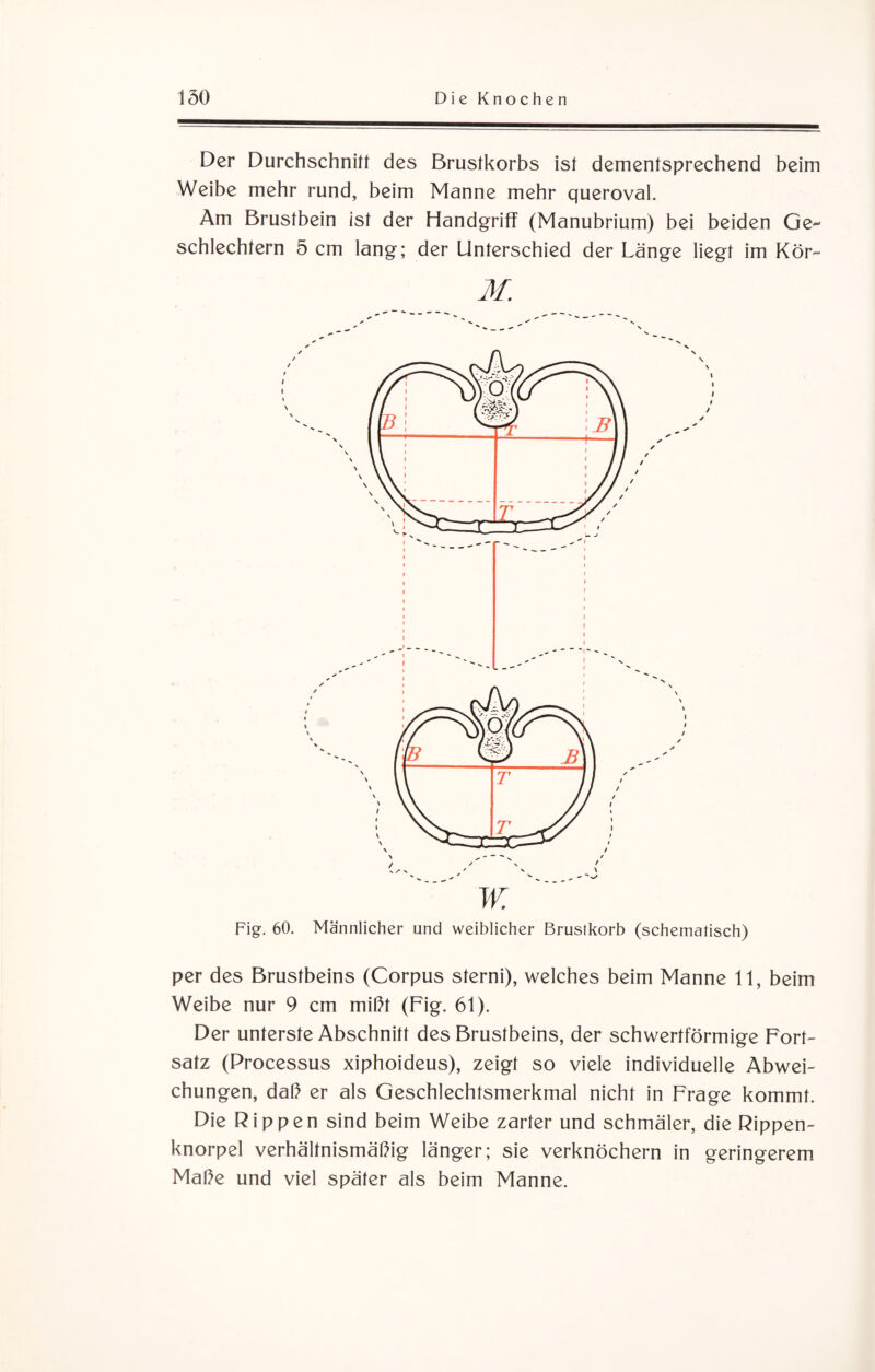 Der Durchschnitt des Brustkorbs ist dementsprechend beim Weibe mehr rund, beim Manne mehr queroval. Am Brustbein ist der Handgriff (Manubrium) bei beiden Ge¬ schlechtern 5 cm lang; der Unterschied der Länge liegt im Kör- M. W. Fig. 60. Männlicher und weiblicher Brustkorb (schematisch) per des Brustbeins (Corpus sterni), welches beim Manne 11, beim Weibe nur 9 cm mißt (Fig. 61). Der unterste Abschnitt des Brustbeins, der schwertförmige Fort¬ satz (Processus xiphoideus), zeigt so viele individuelle Abwei¬ chungen, daß er als Geschlechtsmerkmal nicht in Frage kommt. Die Rippen sind beim Weibe zarter und schmäler, die Rippen¬ knorpel verhältnismäßig länger; sie verknöchern in geringerem Maße und viel später als beim Manne.