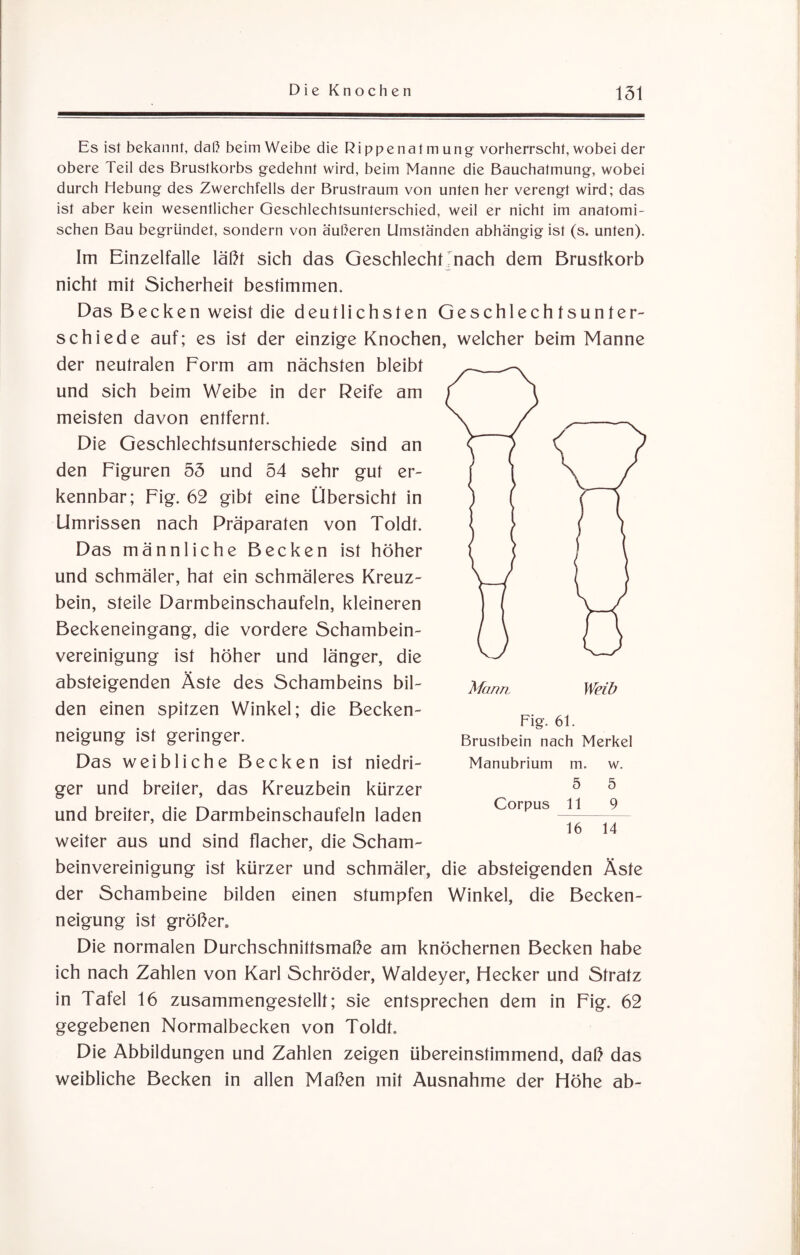 Es ist bekannt, daß beim Weibe die Rippenatmung vorherrscht, wobei der obere Teil des Brustkorbs gedehnt wird, beim Manne die Bauchatmung, wobei durch Hebung des Zwerchfells der Brustraum von unten her verengt wird; das ist aber kein wesentlicher Geschlechtsunterschied, weil er nicht im anatomi¬ schen Bau begründet, sondern von äußeren Umständen abhängig ist (s. unten). Im Einzelfalle läßt sich das Geschlecht nach dem Brustkorb nicht mit Sicherheit bestimmen. Das Becken weist die deutlichsten Geschlechtsunter¬ schiede auf; es ist der einzige Knochen, welcher beim Manne der neutralen Form am nächsten bleibt und sich beim Weibe in der Reife am meisten davon entfernt. Die Geschlechtsunterschiede sind an den Figuren 53 und 54 sehr gut er¬ kennbar; Fig. 62 gibt eine Übersicht in Umrissen nach Präparaten von Toldt. Das männliche Becken ist höher und schmäler, hat ein schmäleres Kreuz¬ bein, steile Darmbeinschaufeln, kleineren Beckeneingang, die vordere Schambein¬ vereinigung ist höher und länger, die absteigenden Äste des Schambeins bil¬ den einen spitzen Winkel; die Becken¬ neigung ist geringer. Das weibliche Becken ist niedri¬ ger und breiter, das Kreuzbein kürzer und breiter, die Darmbeinschaufeln laden weiter aus und sind flacher, die Scham¬ beinvereinigung ist kürzer und schmäler, die absteigenden Äste der Schambeine bilden einen stumpfen Winkel, die Becken¬ neigung ist größer. Die normalen Durchschnittsmaße am knöchernen Becken habe ich nach Zahlen von Karl Schröder, Waldeyer, Hecker und Stratz in Tafel 16 zusammengestellt; sie entsprechen dem in Fig. 62 gegebenen Normalbecken von Toldt. Die Abbildungen und Zahlen zeigen übereinstimmend, daß das weibliche Becken in allen Maßen mit Ausnahme der Höhe ab- Mann Fig. 61. Brustbein nach Merkel Manubrium m. w. 5 5 Corpus 11 9 16 14