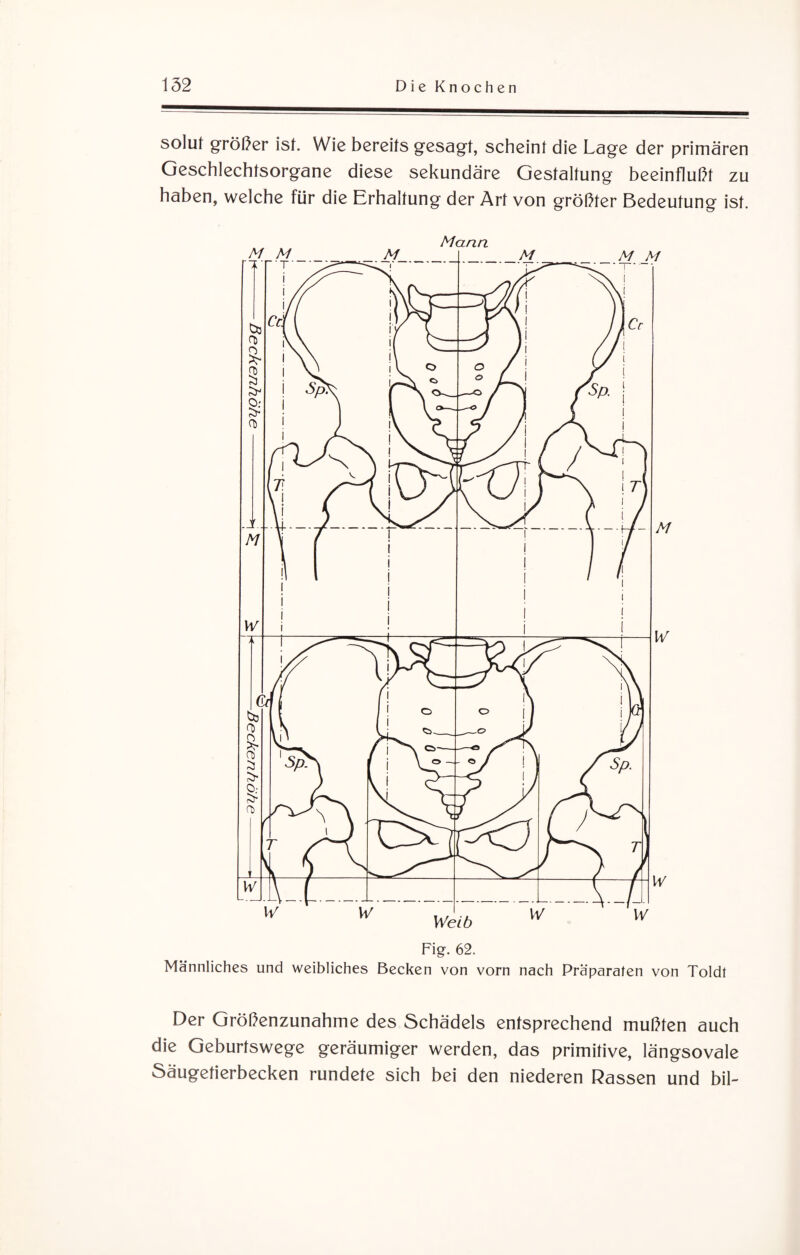 solut größer ist. Wie bereits gesagt, scheint die Lage der primären Geschlechtsorgane diese sekundäre Gestaltung beeinflußt zu haben, welche für die Erhaltung der Art von größter Bedeutung ist. Mann Fig. 62. Männliches und weibliches Becken von vorn nach Präparaten von Toldt Der Größenzunahme des Schädels entsprechend mußten auch die Geburtswege geräumiger werden, das primitive, längsovale Säugetierbecken rundete sich bei den niederen Rassen und bil-