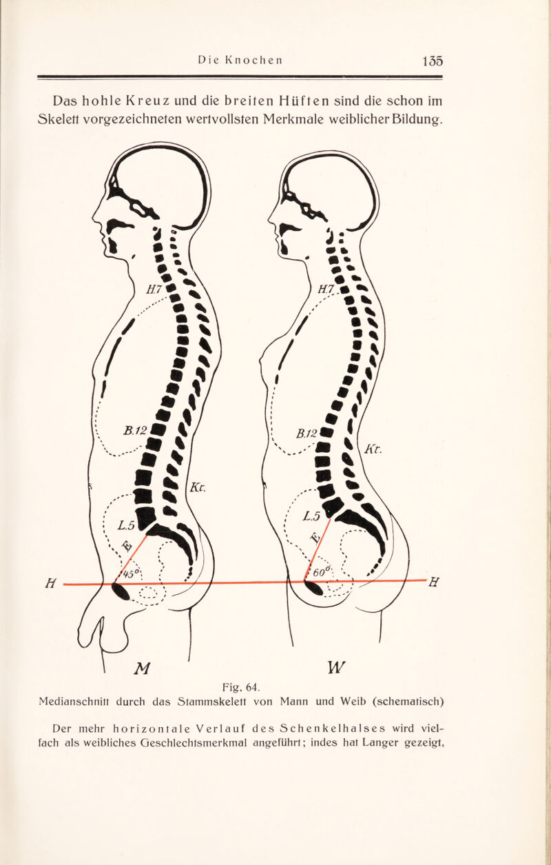 Das hohle Kreuz und die breiten Hüften sind die schon im Skelett vorgezeichneten wertvollsten Merkmale weiblicher Bildung. Fig. 64. Medianschnitt durch das Stammskelett von Mann und Weib (schematisch) Der mehr horizontale Verlauf des Schenkelhalses wird viel¬ fach als weibliches Geschlechtsmerkmal angeführt; indes hat Langer gezeigt.