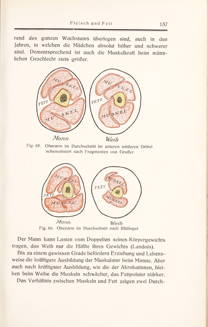 rend des ganzen Wachstums überlegen sind, auch in den Jahren, in welchen die Mädchen absolut höher und schwerer sind. Dementsprechend ist auch die Muskelkraft beim männ¬ lichen Geschlecht stets größer. Mann. Weib Fig. 65. Oberarm im Durchschnitt im unteren mittleren Drittel schematisiert nach Fragmenten von Grober Mann, Weib Fig. 66. Oberarm im Durchschnitt nach Riidinger Der Mann kann Lasten vom Doppelten seines Körpergewichts tragen, das Weib nur die Hälfte ihres Gewichts (Landois). Bis zu einem gewissen Grade befördern Erziehung und Lebens¬ weise die kräftigere Ausbildung der Muskulatur beim Manne. Aber auch nach kräftigster Ausbildung, wie die der Akrobatinnen, blei¬ ben beim Weibe die Muskeln schwächer, das Fettpolster stärker. Das Verhältnis zwischen Muskeln und Fett zeigen zwei Durch-