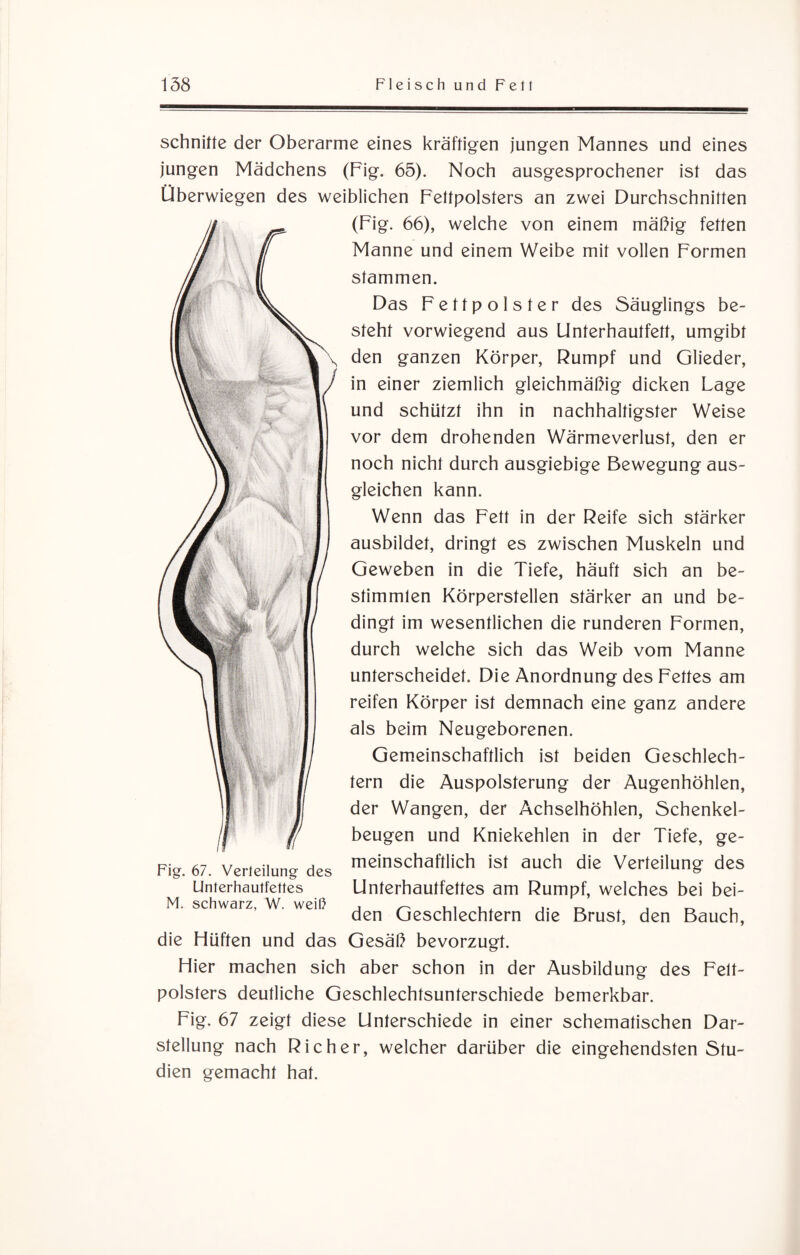 schnitte der Oberarme eines kräftigen jungen Mannes und eines jungen Mädchens (Fig. 65). Noch ausgesprochener ist das Überwiegen des weiblichen Fettpolsters an zwei Durchschnitten (Fig. 66), welche von einem mäßig fetten Manne und einem Weibe mit vollen Formen stammen. Das Fettpolster des Säuglings be¬ steht vorwiegend aus Unterhautfett, umgibt den ganzen Körper, Rumpf und Glieder, in einer ziemlich gleichmäßig dicken Lage und schützt ihn in nachhaltigster Weise vor dem drohenden Wärmeverlust, den er noch nicht durch ausgiebige Bewegung aus- gleichen kann. Wenn das Fett in der Reife sich stärker ausbildet, dringt es zwischen Muskeln und Geweben in die Tiefe, häuft sich an be¬ stimmten Körperstellen stärker an und be¬ dingt im wesentlichen die runderen Formen, durch welche sich das Weib vom Manne unterscheidet. Die Anordnung des Fettes am reifen Körper ist demnach eine ganz andere als beim Neugeborenen. Gemeinschaftlich ist beiden Geschlech¬ tern die Auspolsterung der Augenhöhlen, der Wangen, der Achselhöhlen, Schenkel¬ beugen und Kniekehlen in der Tiefe, ge¬ meinschaftlich ist auch die Verteilung des Unterhautfettes am Rumpf, welches bei bei¬ den Geschlechtern die Brust, den Bauch, die Hüften und das Gesäß bevorzugt. Hier machen sich aber schon in der Ausbildung des Fett¬ polsters deutliche Geschlechtsunterschiede bemerkbar. Fig. 67 zeigt diese Unterschiede in einer schematischen Dar¬ stellung nach Richer, welcher darüber die eingehendsten Stu¬ dien gemacht hat. Fig. 67. Verteilung des Unterhautfettes M. schwarz, W. weiß