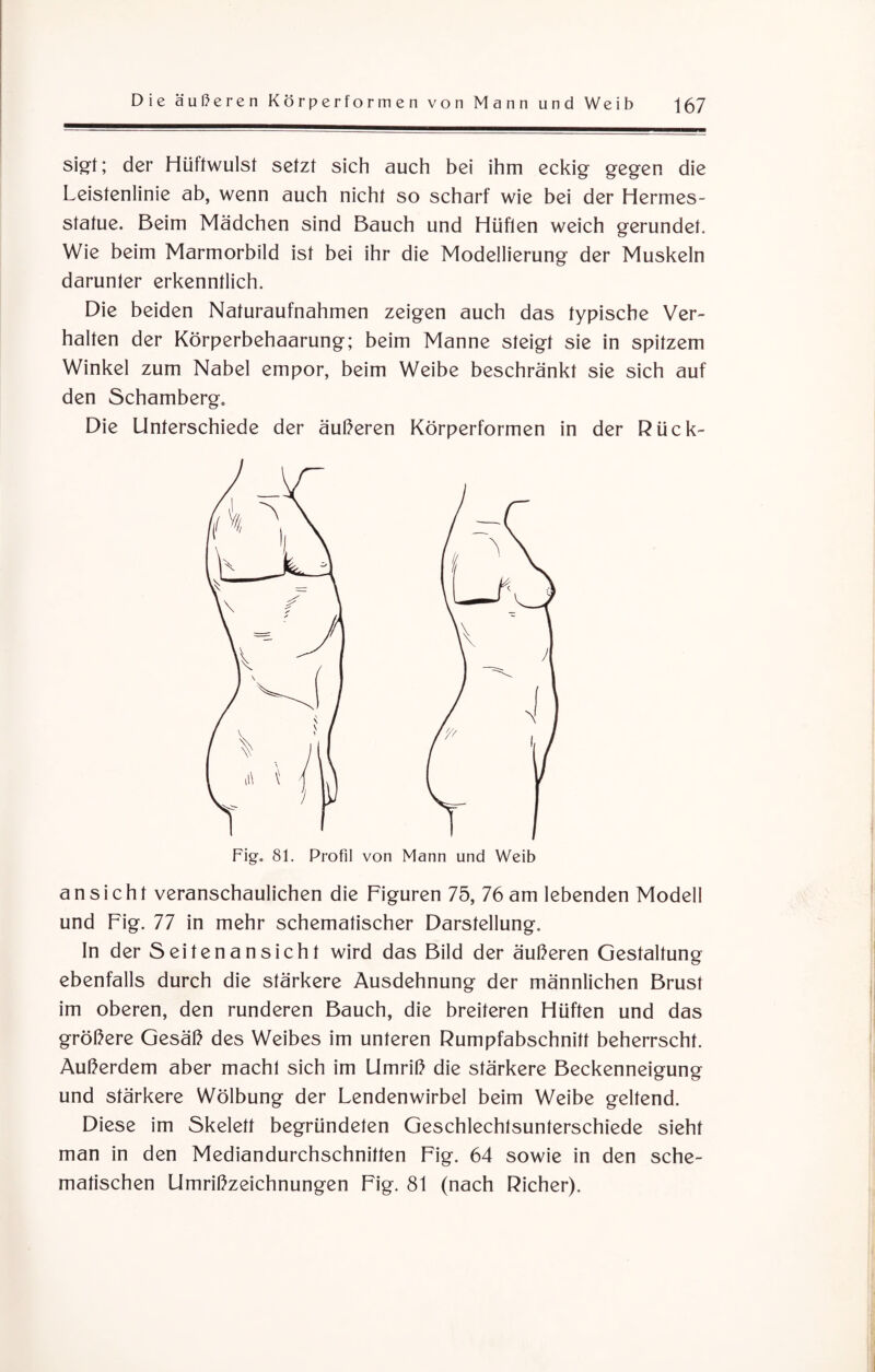 sigt; der Hüffwulst setzt sich auch bei ihm eckig gegen die Leistenlinie ab, wenn auch nicht so scharf wie bei der Hermes¬ statue. Beim Mädchen sind Bauch und Hüften weich gerundet. Wie beim Marmorbild ist bei ihr die Modellierung der Muskeln darunter erkenntlich. Die beiden Naturaufnahmen zeigen auch das typische Ver¬ halten der Körperbehaarung; beim Manne steigt sie in spitzem Winkel zum Nabel empor, beim Weibe beschränkt sie sich auf den Schamberg. Die Unterschiede der äußeren Körperformen in der Rück- Fig. 81. Profil von Mann und Weib a n s i c h t veranschaulichen die Figuren 75, 76 am lebenden Modell und Fig. 77 in mehr schematischer Darstellung. In der Seitenansicht wird das Bild der äußeren Gestaltung ebenfalls durch die stärkere Ausdehnung der männlichen Brust im oberen, den runderen Bauch, die breiteren Hüften und das größere Gesäß des Weibes im unteren Rumpfabschnitt beherrscht. Außerdem aber macht sich im Umriß die stärkere Beckenneigung und stärkere Wölbung der Lendenwirbel beim Weibe geltend. Diese im Skelett begründeten Geschlechtsunterschiede sieht man in den Mediandurchschnitten Fig. 64 sowie in den sche¬ matischen Umrißzeichnungen Fig. 81 (nach Richer).