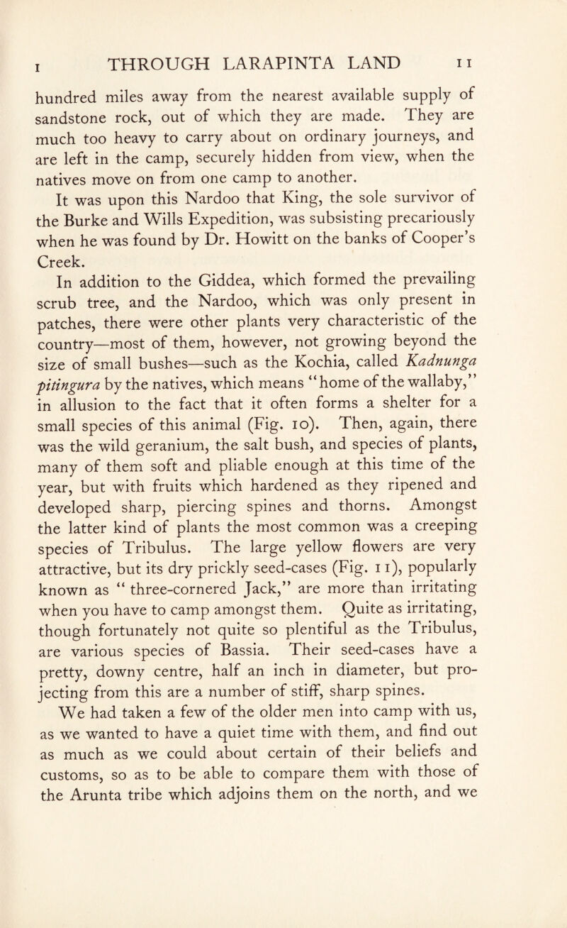 hundred miles away from the nearest available supply of sandstone rock, out of which they are made. They are much too heavy to carry about on ordinary journeys, and are left in the camp, securely hidden from view, when the natives move on from one camp to another. It was upon this Nardoo that King, the sole survivor of the Burke and Wills Expedition, was subsisting precariously when he was found by Dr. Howitt on the banks of Cooper’s Creek. In addition to the Giddea, which formed the prevailing scrub tree, and the Nardoo, which was only present in patches, there were other plants very characteristic of the country—most of them, however, not growing beyond the size of small bushes—such as the Kochia, called Kadnunga pitingura by the natives, which means “home of the wallaby,” in allusion to the fact that it often forms a shelter for a small species of this animal (Fig. io). Then, again, there was the wild geranium, the salt bush, and species of plants, many of them soft and pliable enough at this time of the year, but with fruits which hardened as they ripened and developed sharp, piercing spines and thorns. Amongst the latter kind of plants the most common was a creeping species of Tribulus. The large yellow flowers are very attractive, but its dry prickly seed-cases (Fig. 11), popularly known as “ three-cornered Jack,” are more than irritating when you have to camp amongst them. Quite as irritating, though fortunately not quite so plentiful as the Tribulus, are various species of Bassia. Their seed-cases have a pretty, downy centre, half an inch in diameter, but pro¬ jecting from this are a number of stiff, sharp spines. We had taken a few of the older men into camp with us, as we wanted to have a quiet time with them, and find out as much as we could about certain of their beliefs and customs, so as to be able to compare them with those of the Arunta tribe which adjoins them on the north, and we