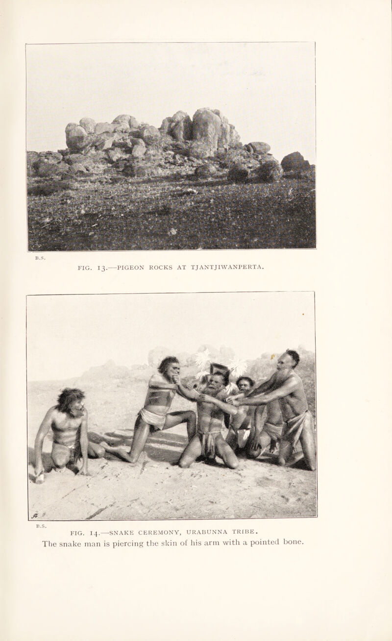 B.S. FIG. 14.-SNAKE CEREMONY, URABUNNA TRIBE. The snake man is piercing the skin of his arm with a pointed bone.