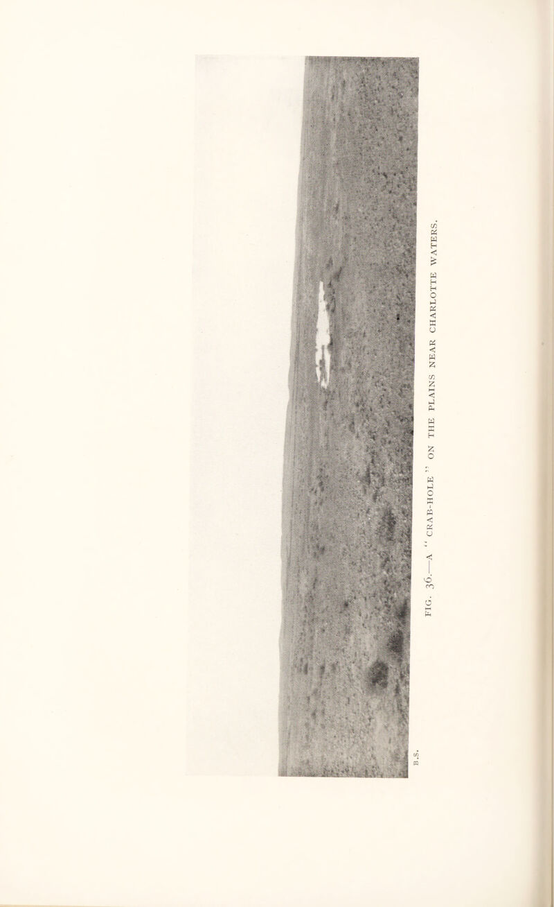 FIG. 36.-A “ CRAB-HOLE” ON THE PLAINS NEAR CHARLOTTE WATERS.