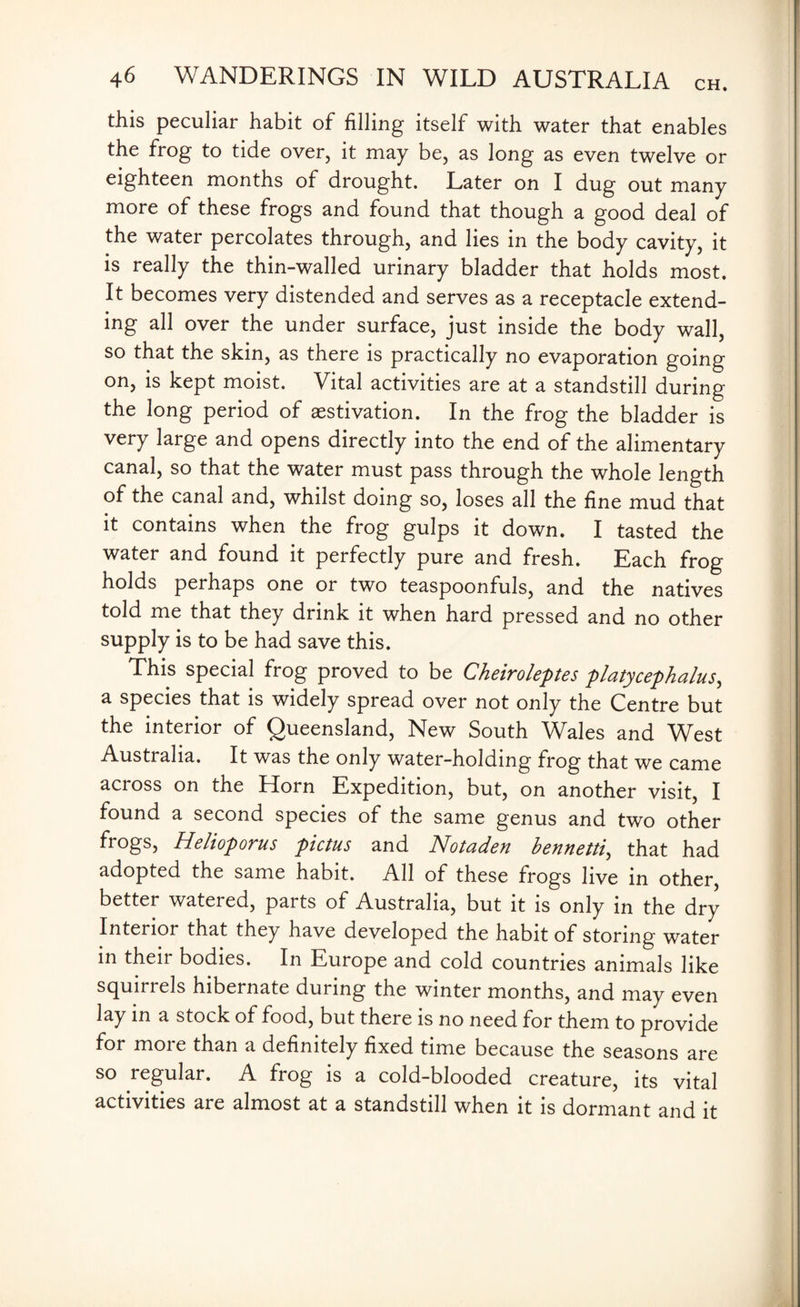 this peculiar habit of filling itself with water that enables the frog to tide over, it may be, as long as even twelve or eighteen months of drought. Later on I dug out many more of these frogs and found that though a good deal of the water percolates through, and lies in the body cavity, it is really the thin-walled urinary bladder that holds most. It becomes very distended and serves as a receptacle extend¬ ing all over the under surface, just inside the body wall, so that the skin, as there is practically no evaporation going on, is kept moist. Vital activities are at a standstill during the long period of aestivation. In the frog the bladder is very large and opens directly into the end of the alimentary canal, so that the water must pass through the whole length of the canal and, whilst doing so, loses all the fine mud that it contains when the frog gulps it down. I tasted the water and found it perfectly pure and fresh. Each frog holds perhaps one or two teaspoonfuls, and the natives told me that they drink it when hard pressed and no other supply is to be had save this. This special frog proved to be Cheiroleptes platycephalus, a species that is widely spread over not only the Centre but the interior of Queensland, New South Wales and West Australia. It was the only water-holding frog that we came across on the Horn Expedition, but, on another visit, I found a second species of the same genus and two other frogs, Helioporus pictus and Notaden bennetti, that had adopted the same habit. All of these frogs live in other, better watered, pai ts of Australia, but it is only in the dry Interior that they have developed the habit of storing water m their bodies. In Europe and cold countries animals like squirrels hibernate during the winter months, and may even lay in a stock of food, but there is no need for them to provide for more than a definitely fixed time because the seasons are so regular. A frog is a cold-blooded creature, its vital activities are almost at a standstill when it is dormant and it