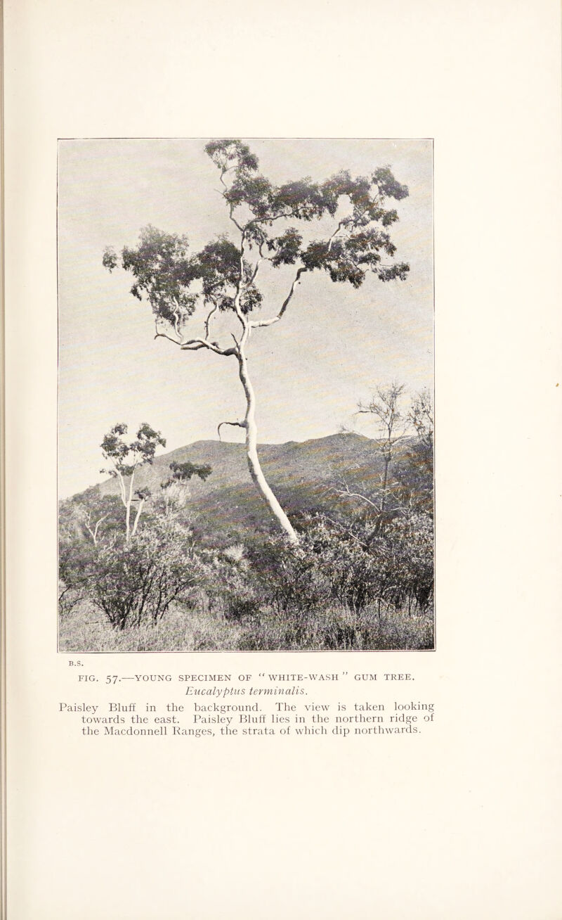 B.S. FIG. 57.-YOUNG SPECIMEN OF  WHITE-WASH ” GUM TREE. Eucalyptus terminalis. Paisley Bluff in the background. The view is taken looking towards the east. Paisley Bluff lies in the northern ridge of the Macdonnell Ranges, the strata of which dip northwards.
