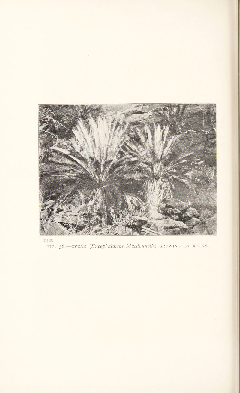 /mm: :/ 1 fSjm mBsbmB i Wm j if gmg&k *€; % I' > •“j _ 'l*. f , ' F.J.G. fig. 58.—cycad (Encephalartos Macdonnejli) growing on rocks.