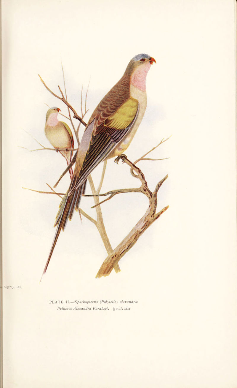 Cayley, del. PLATE II.—Spathopterus (Polytelis) alexandne Princess Alexandra Parakeet, J nat. size