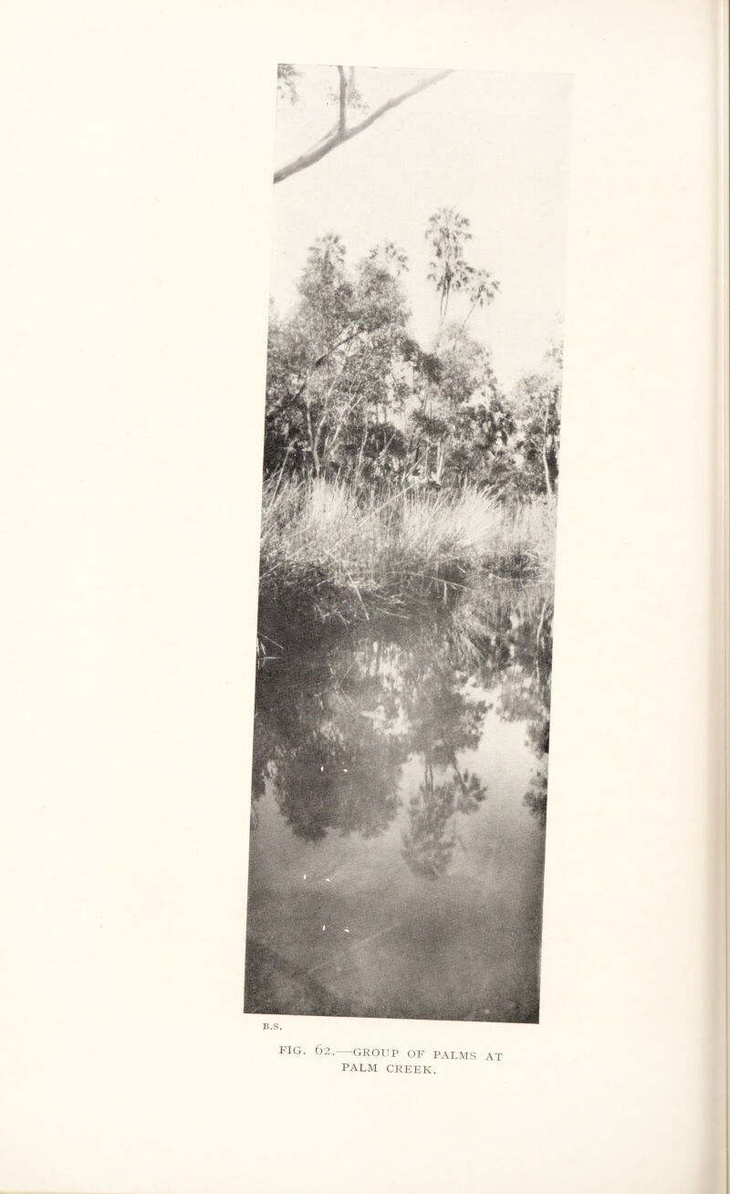 FIG. 62.-GROUP OF PALMS AT PALM CREEK.