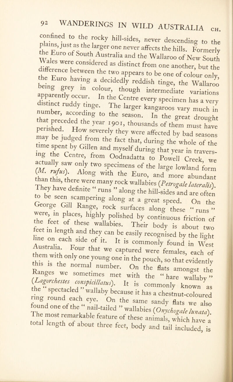 confined to the rocky hill-sides, never descending to the p ains, just as the larger one never affects the hills. Formerly he Euro of South Australia and the Wallaroo of New South Wales were considered as distinct from one another, but the d fference between the two appears to be one of colour only bein„ Ur° haVUlg a decidedl7 reddish tinge, the Wallaroo g g y in colour, though intermediate variations apparently occur. In the Centre every specimen has a very number ' ac 7 lal'ger kangaroos var7 much in th^ , ,°r<?Ing to the season- In the great drought perished H ^ YY’ th°USands of them must have perished. How severely they were affected by bad seasons may be judged from the fact that, during the whole of the _mie spent by Gillen and myself during that year in travers- g e Centie, from Oodnadatta to Powell Creek we (M rIfuT a 7 tW° SP,!Ci n CnS °f th£ krge l0wland form if' Z \ Along mth the Euro, and more abundant Thef I13’ H Weff(man>rr°ck walIabi“ {Petrogalelateralis). They have definite ‘‘runs ” along the hill-sides and are often Georle Gill TPemg * °”g &t a grCat SPeecL On the Geoige Gill Range, rock surfaces along these “runs” ref “ Wghly P°Hshed bP continuous friction of the feet of these wallabies. Their body is about two eet in engt and they can be easily recognised by the light Australia F rf ^ found in W«t Australia Four that we captured were females, each of thiTif f °n 7 °nY0Ung 0ne in the P°uck> so that evidently this is the normal number. On the flats amongst the nges we sometimes met with the “hare wallaby” Lagorchestes conspdllatus). It is commonly known as ie spectacled wallaby because it has a chestnut-coloured ring round each eye On the same sandy flats we also found one of the “ nail tailed ” wallabies (ojyckogale lunatl) The most remarkable feature of these animals, which have a total length of about three feet, body and tail included, is