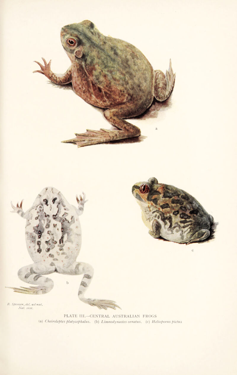 (a) Cheiroleptes platycephalus. (b) Limnodynastes ornatus. (c) Helioporus pictus