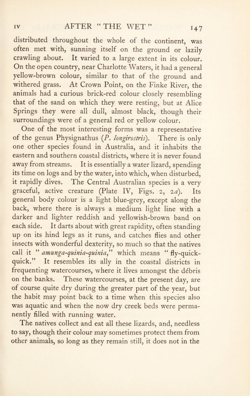 distributed throughout the whole of the continent, was often met with, sunning itself on the ground or lazily crawling about. It varied to a large extent in its colour. On the open country, near Charlotte Waters, it had a general yellow-brown colour, similar to that of the ground and withered grass. At Crown Point, on the Finke River, the animals had a curious brick-red colour closely resembling that of the sand on which they were resting, but at Alice Springs they were all dull, almost black, though their surroundings were of a general red or yellow colour. One of the most interesting forms was a representative of the genus Physignathus (P. longirostris). There is only one other species found in Australia, and it inhabits the eastern and southern coastal districts, where it is never found away from streams. It is essentially a water lizard, spending its time on logs and by the water, into which, when disturbed, it rapidly dives. The Central Australian species is a very graceful, active creature (Plate IV, Figs. 2, 2d). Its general body colour is a light blue-grey, except along the back, where there is always a medium light line with a darker and lighter reddish and yellowish-brown band on each side. It darts about with great rapidity, often standing up on its hind legs as it runs, and catches flies and other insects with wonderful dexterity, so much so that the natives call it “ amunga-quinia-quinia,” which means “ fly-quick- quick.” It resembles its ally in the coastal districts in frequenting watercourses, where it lives amongst the debris on the banks. These watercourses, at the present day, are of course quite dry during the greater part of the year, but the habit may point back to a time when this species also was aquatic and when the now dry creek beds were perma¬ nently filled with running water. The natives collect and eat all these lizards, and, needless to say, though their colour may sometimes protect them from other animals, so long as they remain still, it does not in the