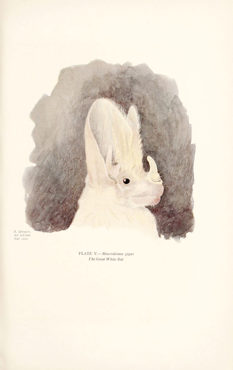 B. Spencer, del. ad nat. Nat. size. PLATE V.—Macroderma gigas The Great White Bat