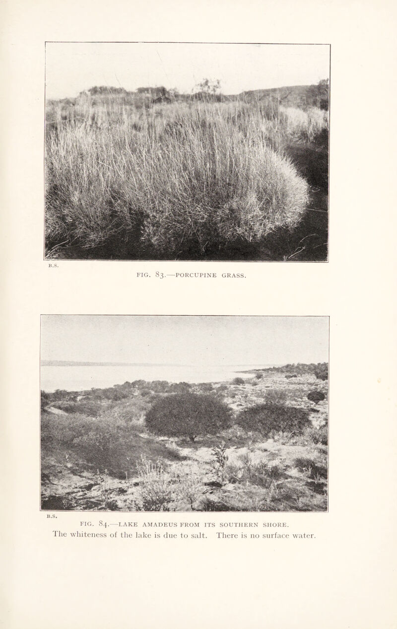 B.S. FIG. 84.-LAKE AMADEUS FROM ITS SOUTHERN SHORE. The whiteness of the lake is due to salt. There is no surface water.