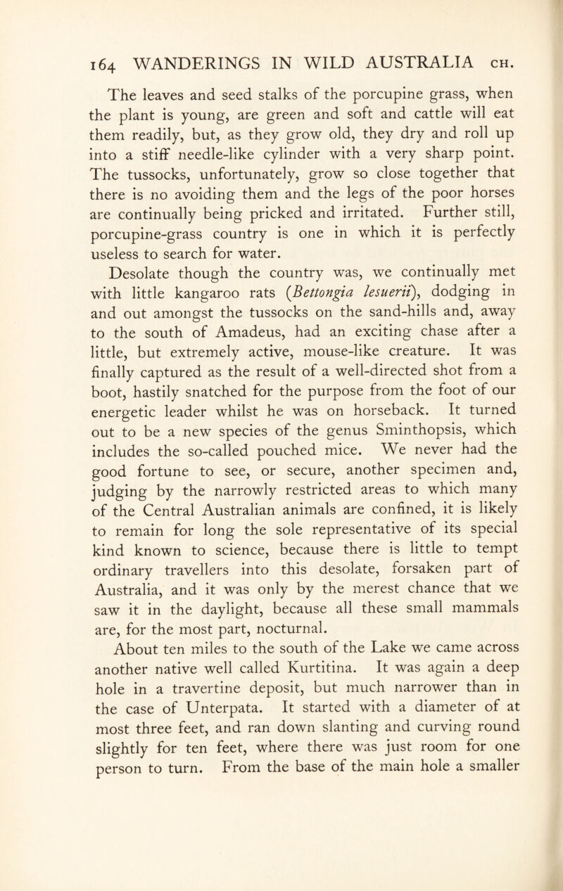 The leaves and seed stalks of the porcupine grass, when the plant is young, are green and soft and cattle will eat them readily, but, as they grow old, they dry and roll up into a stiff needle-like cylinder with a very sharp point. The tussocks, unfortunately, grow so close together that there is no avoiding them and the legs of the poor horses are continually being pricked and irritated. Further still, porcupine-grass country is one in which it is perfectly useless to search for water. Desolate though the country was, we continually met with little kangaroo rats (Bettongia lesuerii), dodging in and out amongst the tussocks on the sand-hills and, away to the south of Amadeus, had an exciting chase after a little, but extremely active, mouse-like creature. It was finally captured as the result of a well-directed shot from a boot, hastily snatched for the purpose from the foot of our energetic leader whilst he was on horseback. It turned out to be a new species of the genus Sminthopsis, which includes the so-called pouched mice. We never had the good fortune to see, or secure, another specimen and, judging by the narrowly restricted areas to which many of the Central Australian animals are confined, it is likely to remain for long the sole representative of its special kind known to science, because there is little to tempt ordinary travellers into this desolate, forsaken part of Australia, and it was only by the merest chance that we saw it in the daylight, because all these small mammals are, for the most part, nocturnal. About ten miles to the south of the Lake we came across another native well called Kurtitina. It was again a deep hole in a travertine deposit, but much narrower than in the case of Unterpata. It started with a diameter of at most three feet, and ran down slanting and curving round slightly for ten feet, where there was just room for one person to turn. From the base of the main hole a smaller