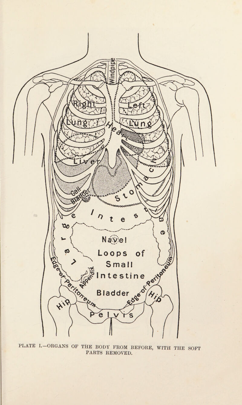 PLATE I.—ORGANS OF THE BODY FROM BEFORE, WITH THE SOFT