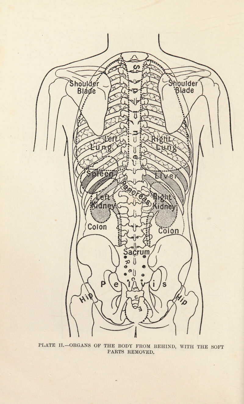 PLATE II.—ORGANS OF THE BODY FROM BEHIND, WITH THE SOFT